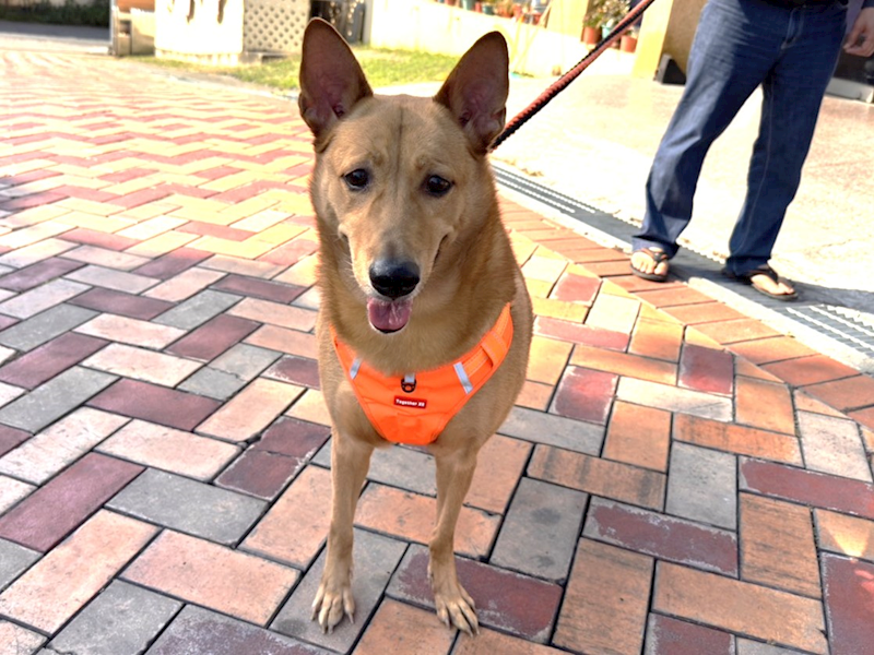 高雄市壽山動物保護教育園區,編號:442370, 混種犬          