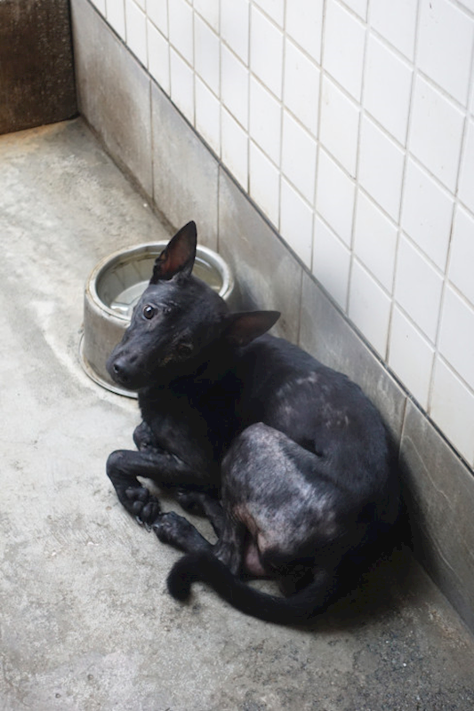 宜蘭縣流浪動物中途之家,編號:441986, 混種犬          