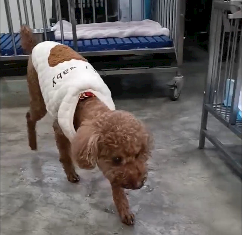 新北市新店區公立動物之家,編號:441498, 貴賓犬        