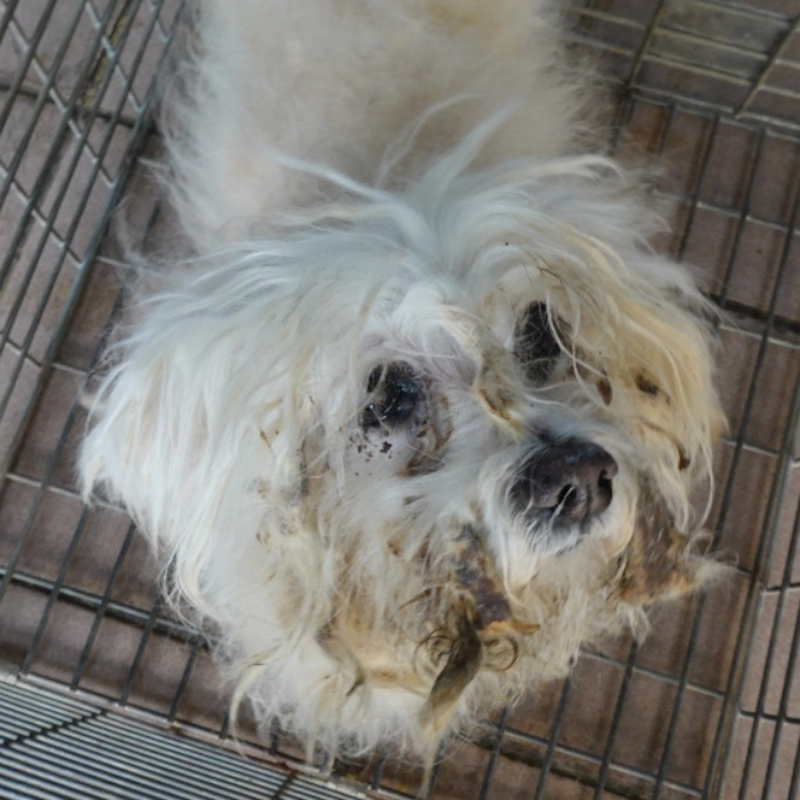 臺南市動物之家灣裡站,編號:439110, 瑪爾濟斯犬           