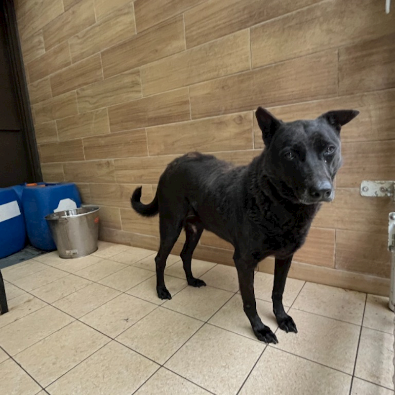 新北市瑞芳區公立動物之家,編號:442471, 混種犬          