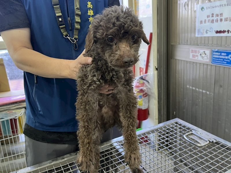 高雄市壽山動物保護教育園區,編號:439388, 貴賓犬        