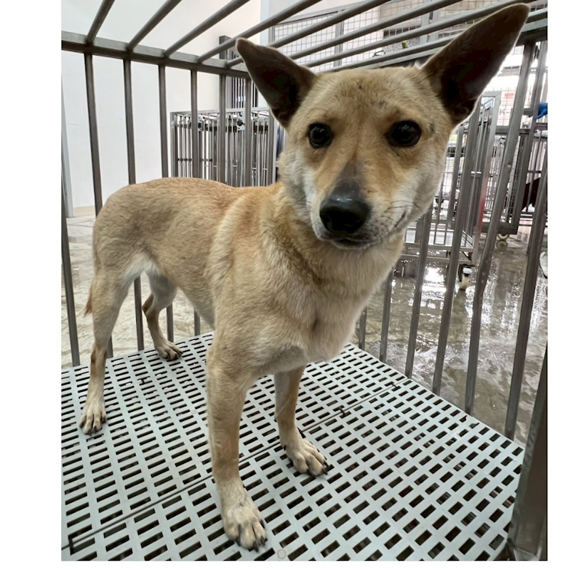 花蓮縣狗貓躍動園區,編號:442460, 混種犬          