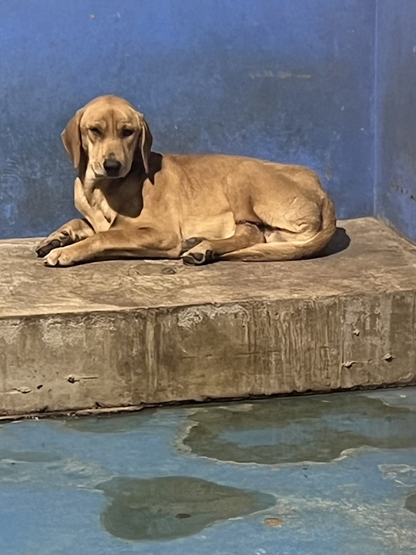 苗栗縣動物保護教育園區,編號:439864, 混種犬          