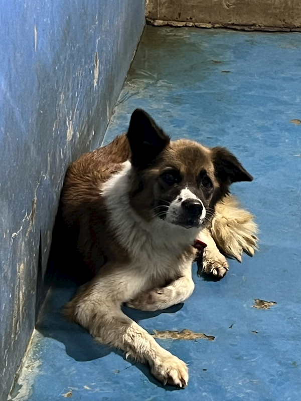 苗栗縣動物保護教育園區,編號:441515, 混種犬          