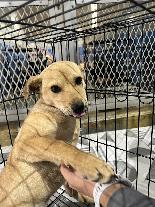 苗栗縣動物保護教育園區,編號:442137, 混種犬          