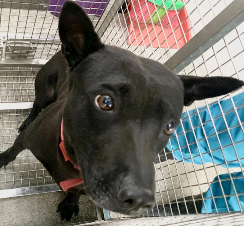 臺北市動物之家,編號:436828, 混種犬          