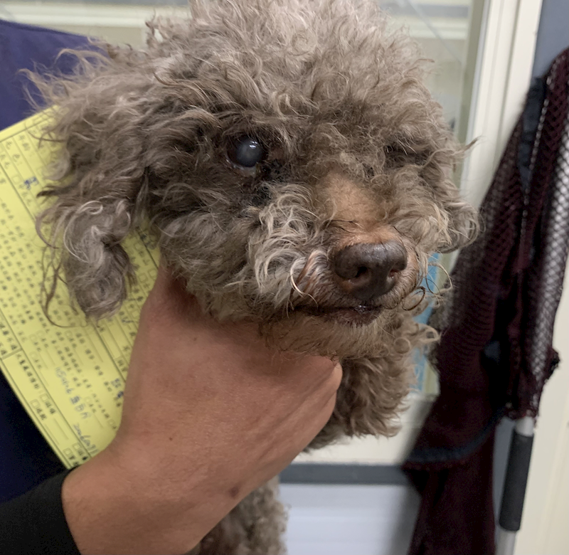 臺北市動物之家,編號:437650, 貴賓犬        