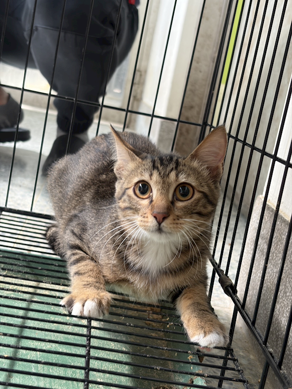 基隆市寵物銀行,編號:442406, 混種貓                 