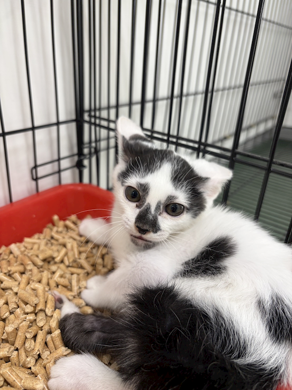 基隆市寵物銀行,編號:442404, 混種貓                 