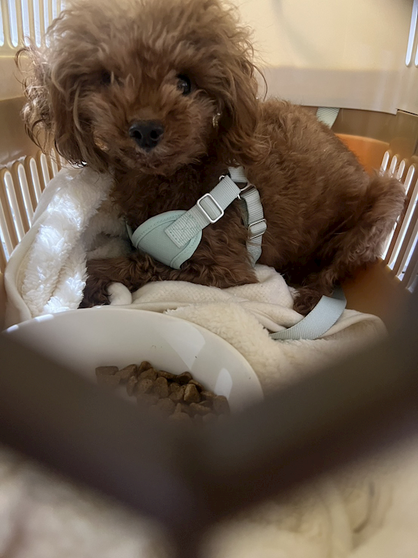 苗栗縣動物保護教育園區,編號:442382, 貴賓犬        