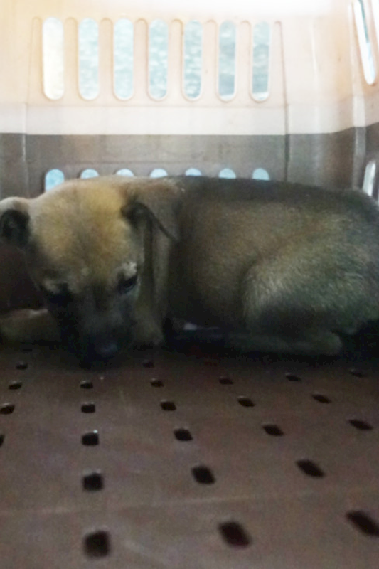 宜蘭縣流浪動物中途之家,編號:442385, 混種犬          