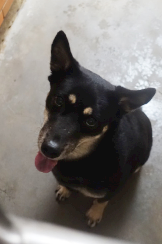 宜蘭縣流浪動物中途之家,編號:442384, 混種犬          