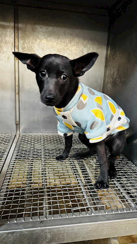 新北市板橋區公立動物之家,編號:442380, 混種犬          