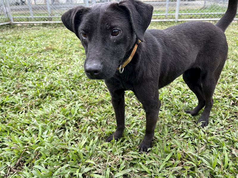 臺北市動物之家,編號:86151, 混種犬          