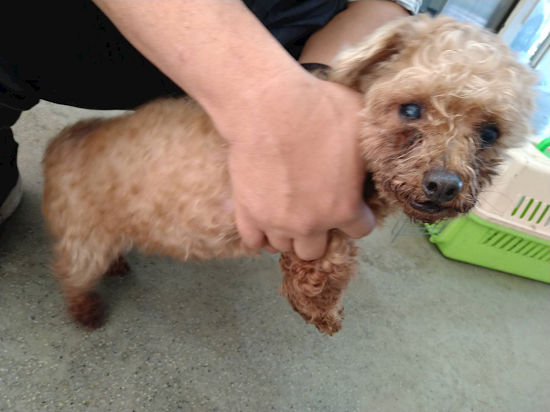 桃園市動物保護教育園區,編號:442490, 貴賓犬        