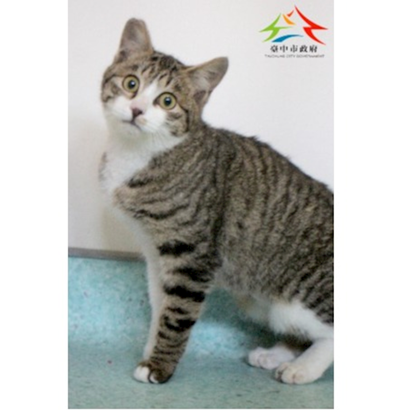 臺中市動物之家后里園區,編號:440950, 混種貓                 