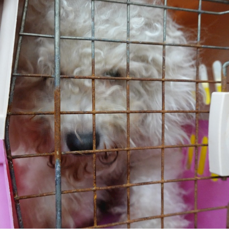 臺南市動物之家灣裡站,編號:432655, 比熊犬