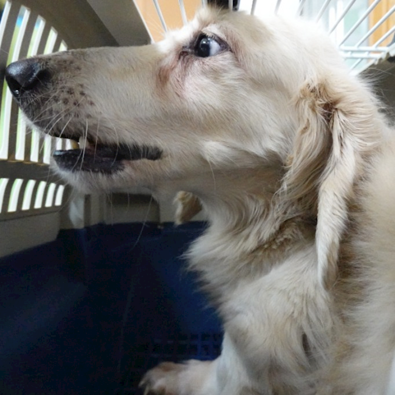 臺南市動物之家灣裡站,編號:432656, 長毛臘腸