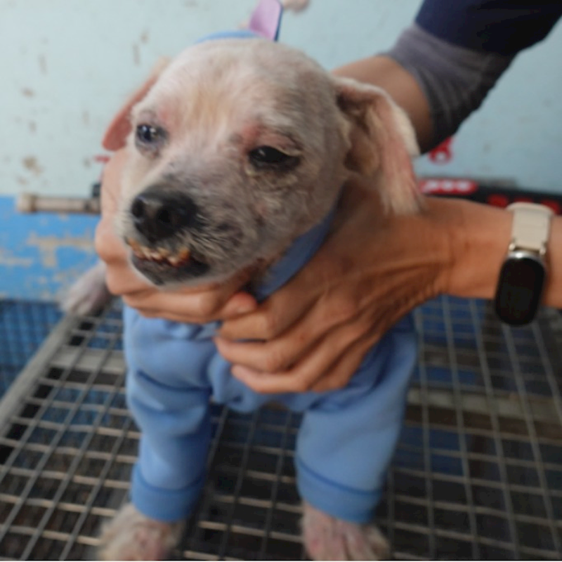 臺南市動物之家灣裡站,編號:437569, 瑪爾濟斯犬           