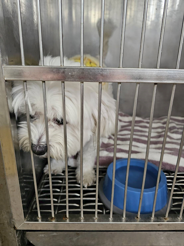 澎湖縣流浪動物收容中心,編號:442494, 瑪爾濟斯犬           