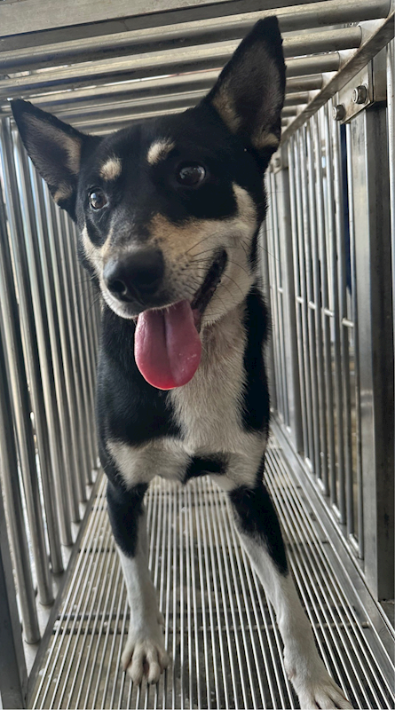 花蓮縣狗貓躍動園區,編號:417932, 混種犬          