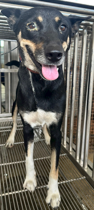 花蓮縣狗貓躍動園區,編號:417936, 混種犬          