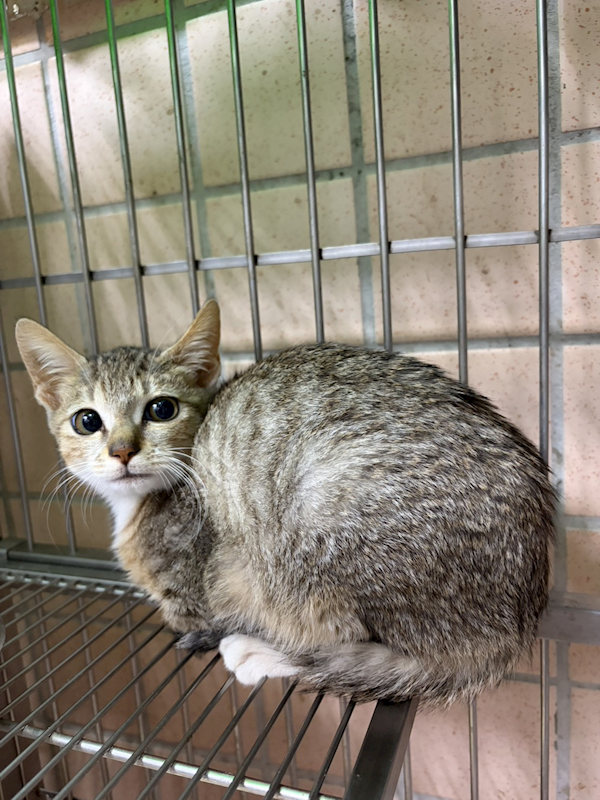 新北市淡水區公立動物之家,編號:438495, 混種貓                 