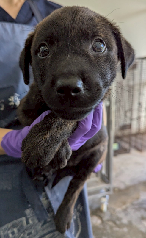 花蓮縣狗貓躍動園區,編號:409069, 混種犬          