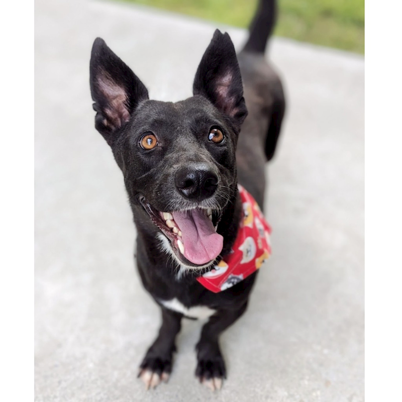 花蓮縣狗貓躍動園區,編號:311178, 混種犬          