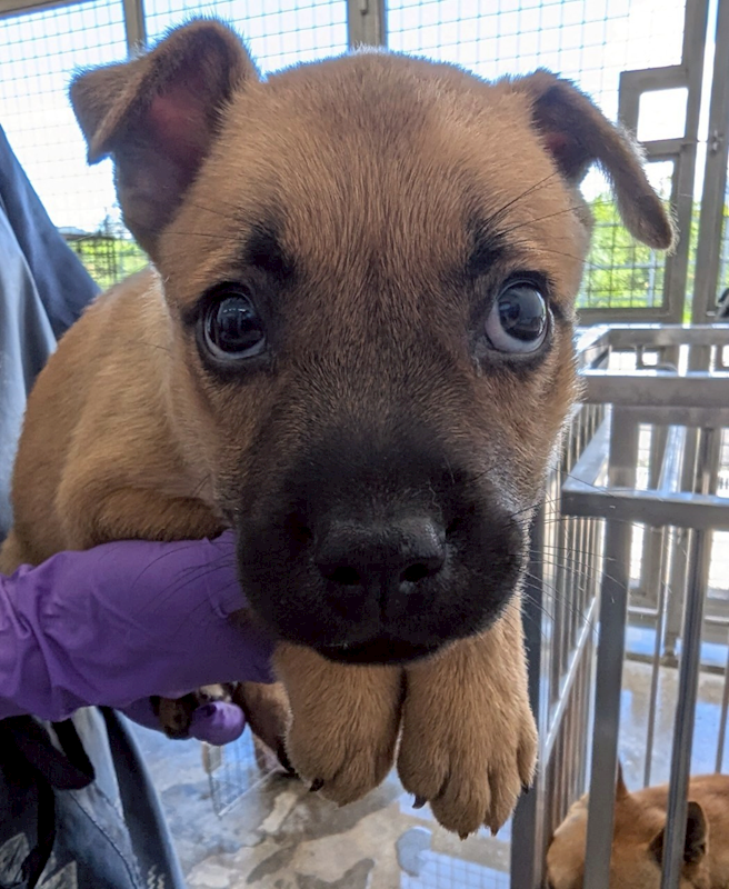 花蓮縣狗貓躍動園區,編號:409071, 混種犬          