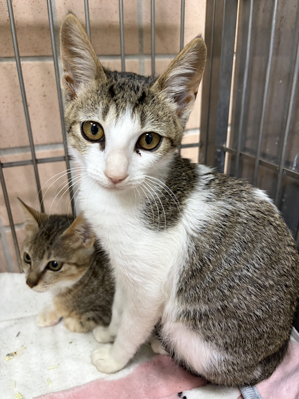 新北市淡水區公立動物之家,編號:438494, 混種貓                 