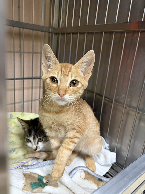 新北市淡水區公立動物之家,編號:438490, 混種貓                 