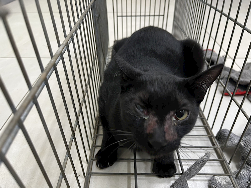 金門縣動物收容中心,編號:442586, 混種貓                 