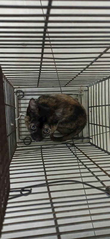 金門縣動物收容中心,編號:442584, 混種貓                 