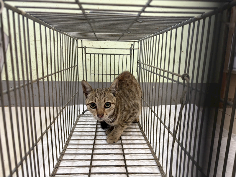 金門縣動物收容中心,編號:442583, 混種貓                 