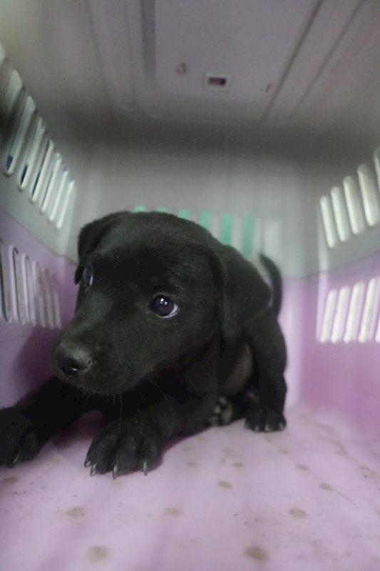 宜蘭縣流浪動物中途之家,編號:442588, 混種犬          