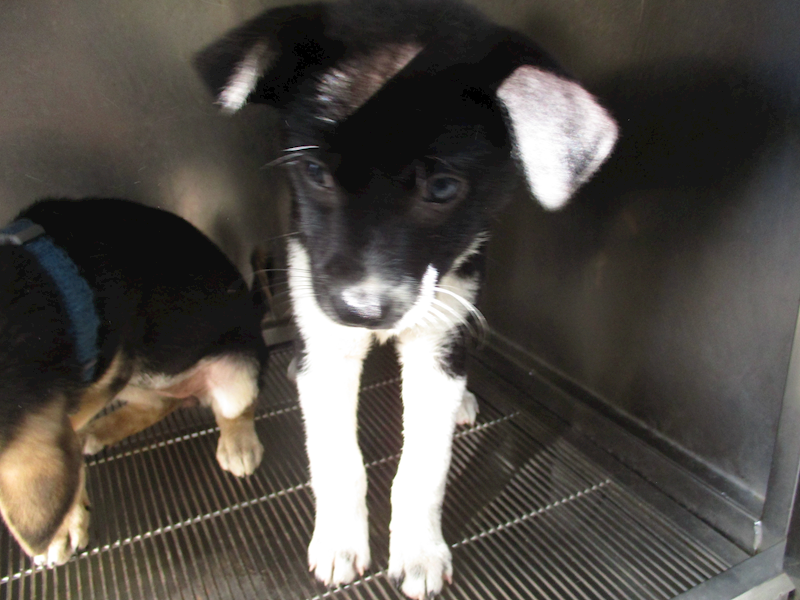 高雄市壽山動物保護教育園區,編號:438251, 混種犬          