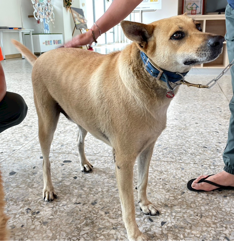 花蓮縣狗貓躍動園區,編號:352972, 混種犬          