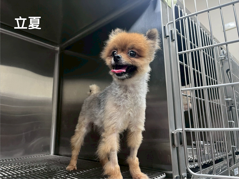 桃園市動物保護教育園區,編號:441171, 博美犬         