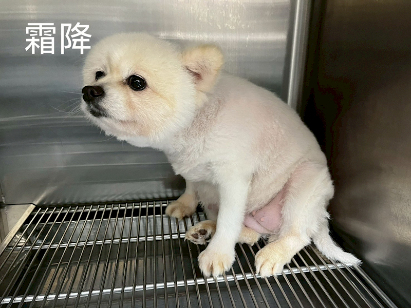 桃園市動物保護教育園區,編號:441169, 混種犬          