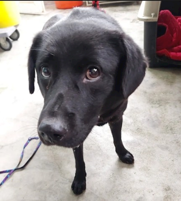 新北市五股區公立動物之家,編號:441823, 混種犬          