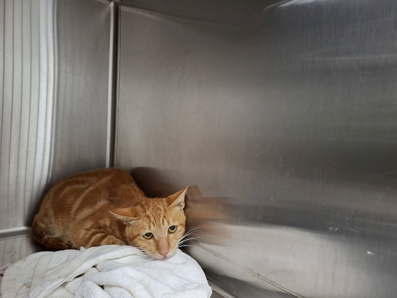 臺北市動物之家,編號:405086, 混種貓                 