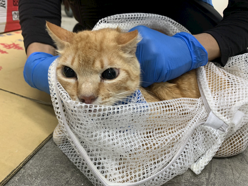 臺北市動物之家,編號:442545, 混種貓                 