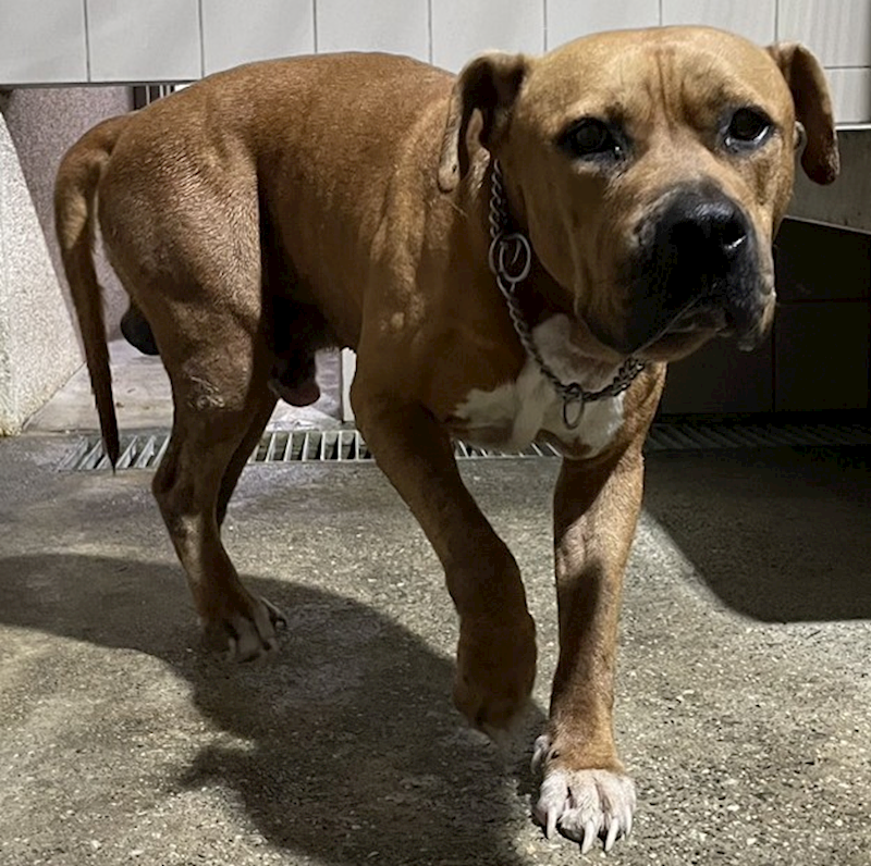 花蓮縣狗貓躍動園區,編號:430151, 比特犬