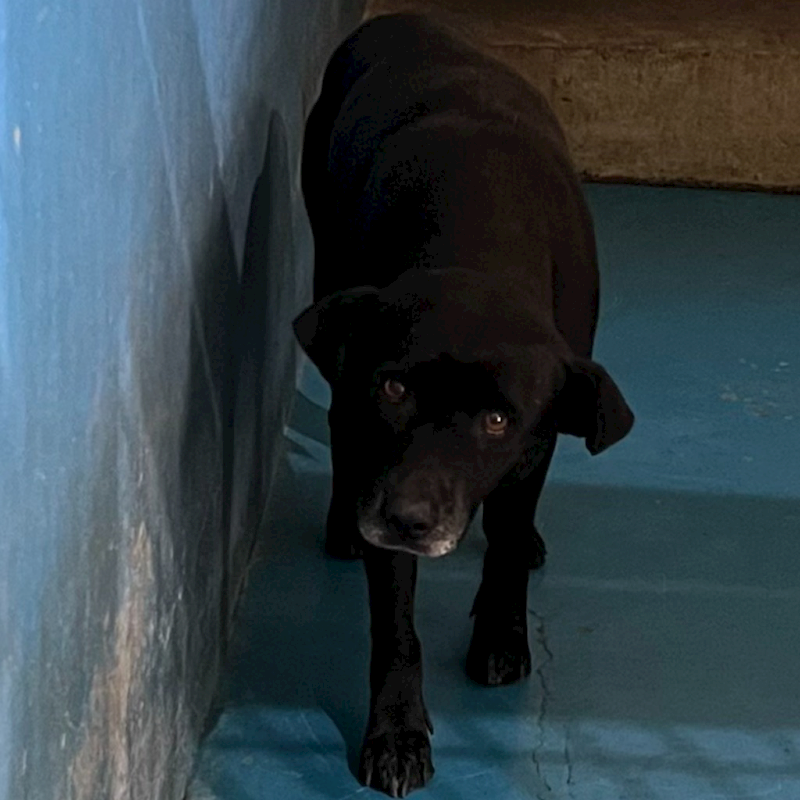 苗栗縣動物保護教育園區,編號:441878, 混種犬          