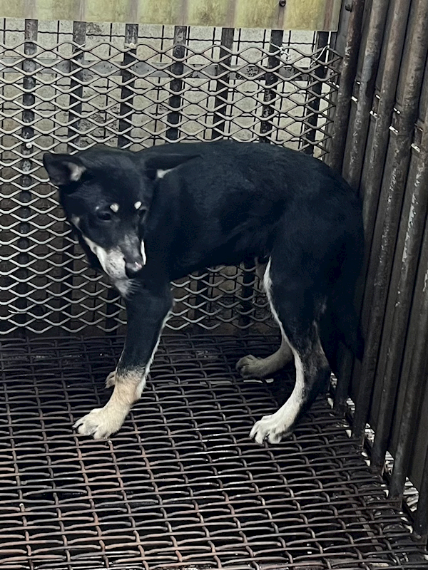 彰化縣流浪狗中途之家,編號:442414, 混種犬          