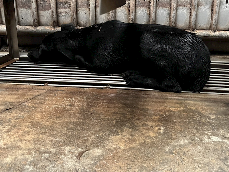 彰化縣流浪狗中途之家,編號:438949, 混種犬          