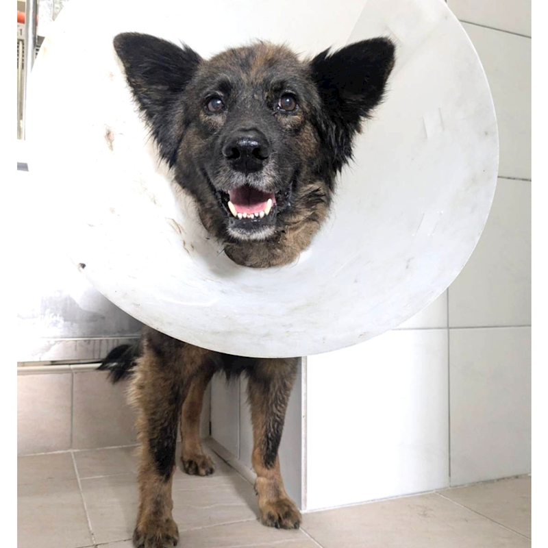 新竹縣動物保護教育園區,編號:441962, 混種犬          