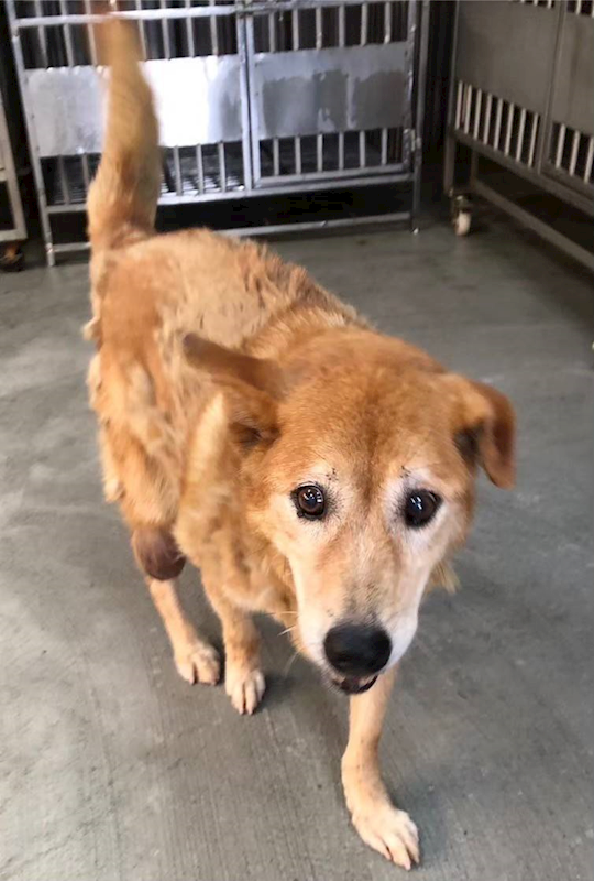 新北市板橋區公立動物之家,編號:382650, 混種犬          